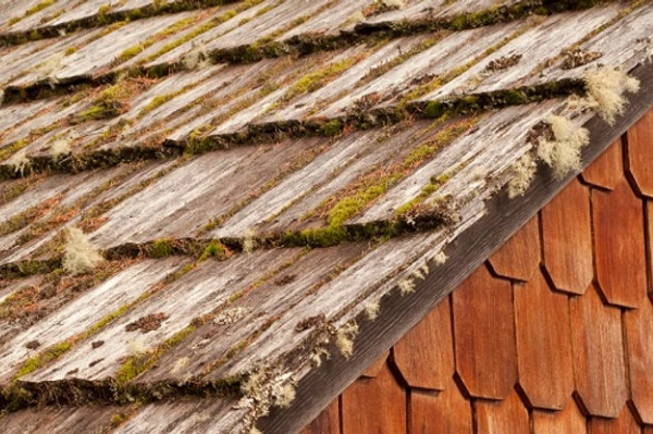 Moss or mold growth